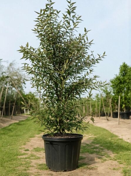 Viburnum 'Pragense' / Prager Schneeball 'Pragense', 150-175 cm, C50, im Topf mit dichtem grünem Laub und aufrechtem Wuchs.
