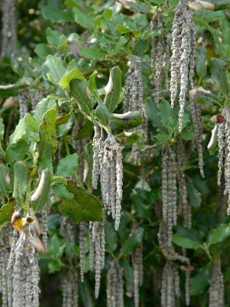 Garrya elliptica (Becherkätzchen) Strauch mit grünen Blättern und langen, hängenden, grauen Kätzchenständen