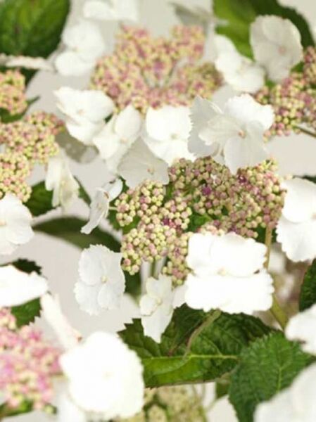 Teller-Hortensie 'Tokyo Delight' / Hydrangea macrophylla 'Tokyo Delight'
