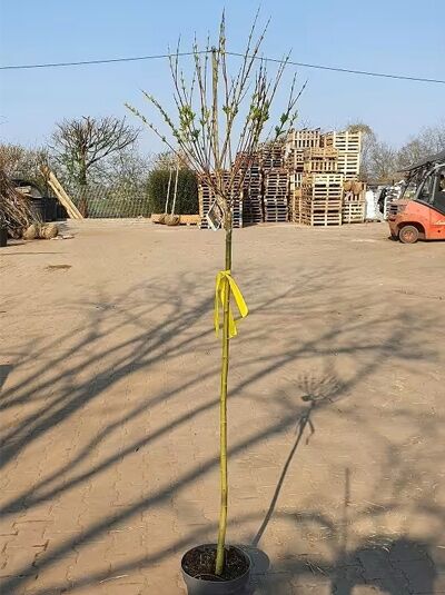 Harlekinweide - Salix integra 'Hakuro-nishiki'