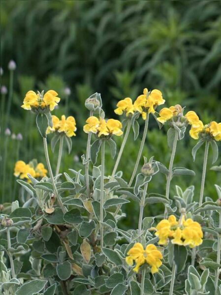 Strauchiges Brandkraut / Phlomis fruticosa