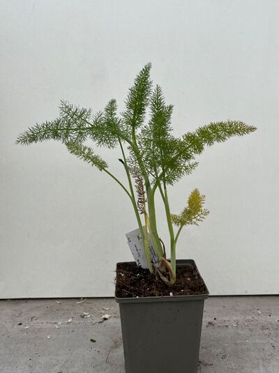 Fenchel - Foeniculum vulgare