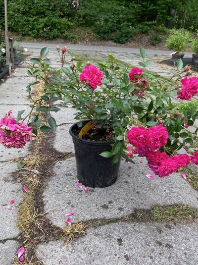 Rosa 'Roxy'® ADR-Rose, Zwergrose 'Roxy'® ADR-Rose C5, rosa Blüten am verzweigten Strauch im Pflanztopf