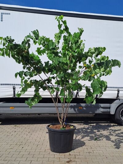 Kanadischer Judasbaum &#039;Royal White&#039; / Cercis canadensis &#039;Royal White&#039; (874272)