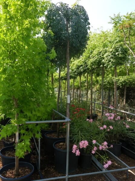 Prunus 'Snow Fountains' / Hänge-Kirsche 'Snow Fountains' Hochstamm 10-12 StU im Container mit hängender Krone und Laub