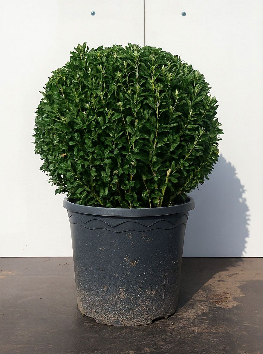knstlicher weihnachtsbaum spritzguss mit beleuchtung Knstlicher Weihnachtsbaum im Topf