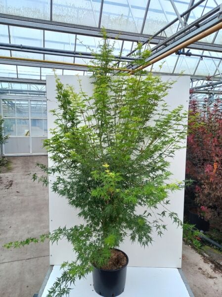 Japanischer Ahorn Acer palmatum 'Seiryu', Fächer-Ahorn im C30-Topf, 150–175 cm, aufrechter Wuchs mit feinem grünen Laub