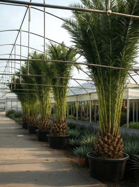 Phoenix canariensis (Kanarische Dattelpalme) 350–400 cm C300 im großen Pflanzkübel, mit kräftigem Stamm und dichter Krone.