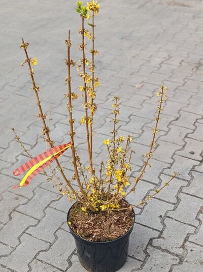 Zwerg-Forsythie 'Casque d'or' (Forsythia intermedia) 80-100 cm C10 im Topf, mehrtriebiger Strauch mit gelben Blüten.