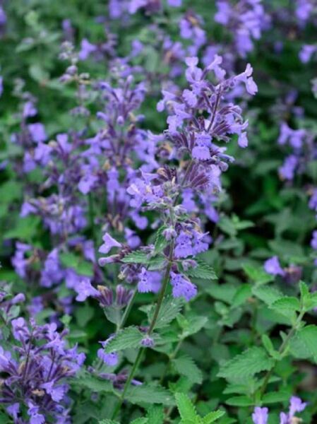 Nepeta faassenii 'Senior' / Garten-Katzen-Minze / Katzen-Minze