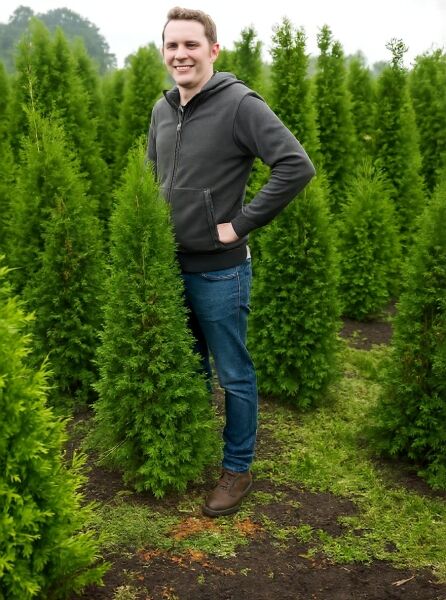 Thuja occidentalis 'Columna' / Säulen-Lebensbaum 'Columna' 120-140 cm, mehrere Pflanzen im Feld, eine Pflanze im Vordergrund.