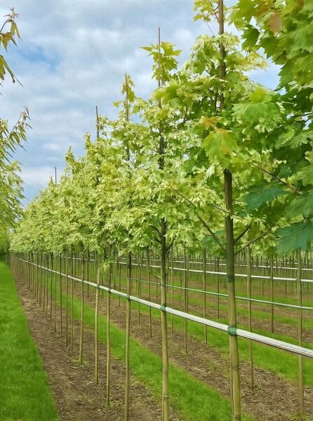 Spitz-Ahorn Acer platanoides 'Drummondii', Hochstamm 10-12 StU, Reihe junger Bäume mit grün panaschierten Blättern in Kulturfläche