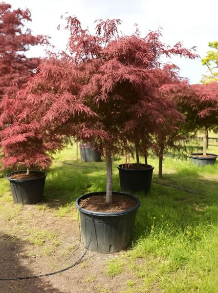 Fächer-Ahorn 'Tamukeyama' auf Stamm (Acer palmatum 'Tamukeyama'), 100 cm Stamm, im Container C160 mit rotem Laub
