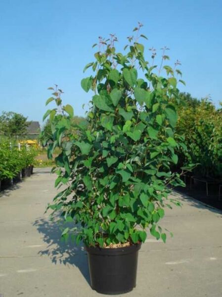 Cercidiphyllum japonicum Judasblatt (Kuchenbaum/Katsurabaum) 125-150 cm C12 im Topf, grünes herzförmiges Laub, mehrtriebig.