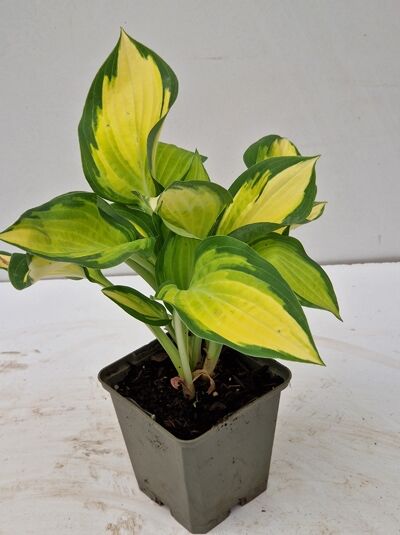 Funkie 'Orange Marmalade' / Funkie 'Orange Marmalade'