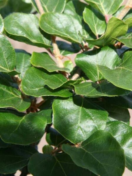 Fagus sylvatica 'Cockleshell' / Rundblättrige Zierbuche