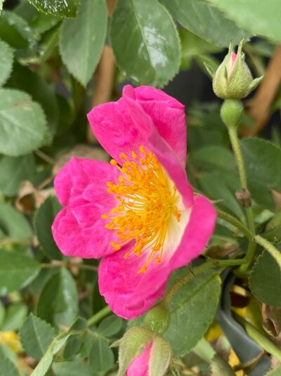 Kletterrose 'Kew Rambler' / Kletterrose 'Kew Rambler'