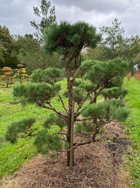 Waldkiefer (Pinus sylvestris) Garten-Bonsai, 180 cm breit x 210 cm hoch, mehrstämmig mit geschnittenen Nadelpolstern (Nr. 1391)