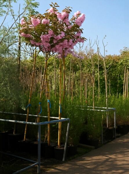 Prunus serrulata 'Kanzan' (Japanische Nelken-Kirsche) Hochstamm 225 cm, pinke Blüten, Container, Stammumfang 12–14 cm