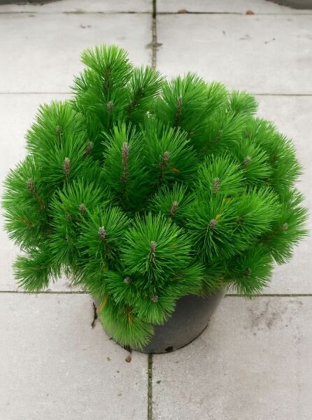 Pinus mugo pumilio (Zwerg-Kiefer) 60–70 cm breit, C15, kompakter Nadelgehölz-Busch im Container mit grünen Nadeln.