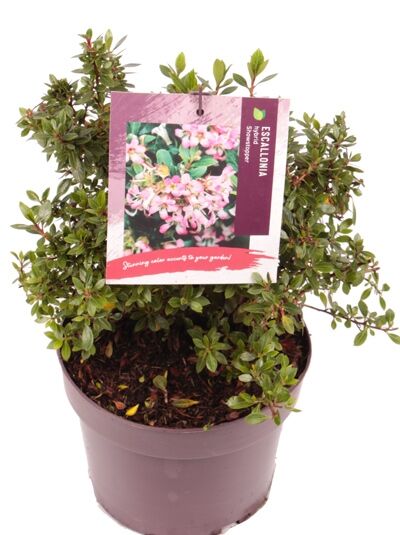 Andenstrauch 'Showstopper' - Escallonia 'Showstopper'