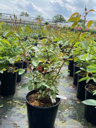 Englische Rose Rosa 'Desdemona' im Topf, Variante C5, grünes Laub an aufrechten Trieben in der Baumschule.