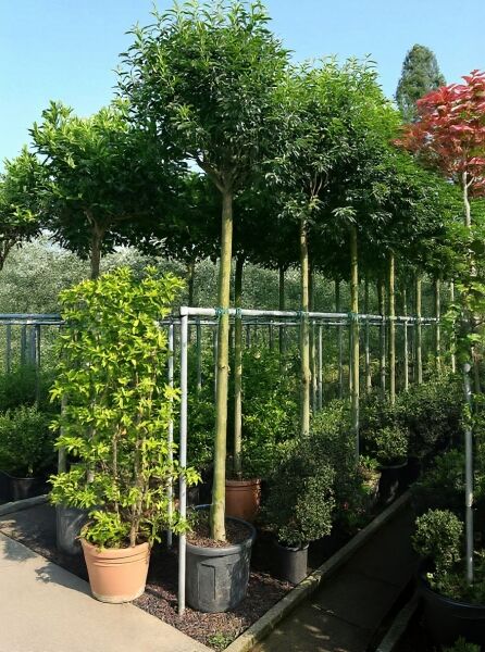 Prunus lusitanica 'Angustifolia' Hochstamm, Portugiesischer Kirschlorbeer, Kugelkrone am geraden Stamm im Container.