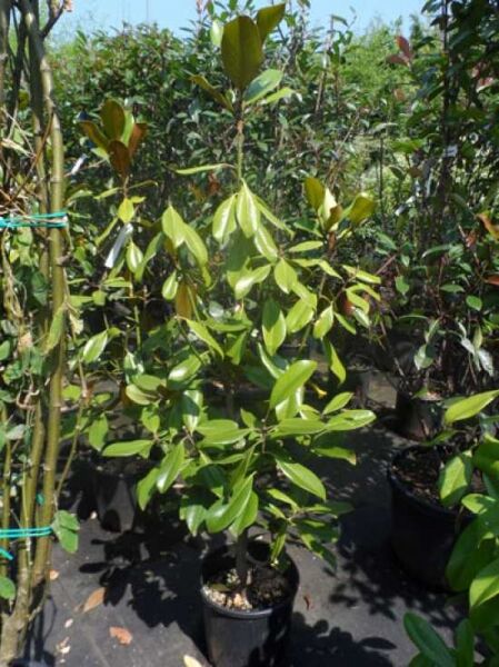 Großblütige Magnolie 'Goliath' / Magnolia grandiflora 'Goliath'