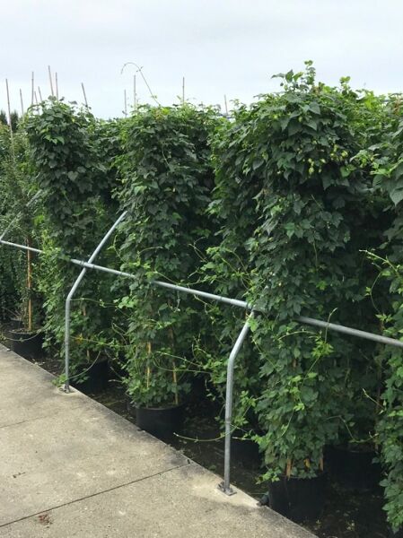 Gewöhnlicher Hopfen 'Nordbräu' / Humulus lupulus 'Nordbräu'