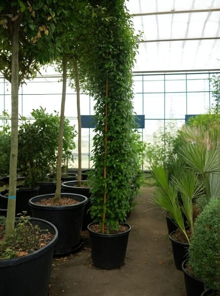 Trachelospermum jasminoides (Sternjasmin) 350-400 cm C50, hoher Kletterstrauch am Stab im schwarzen Topf.