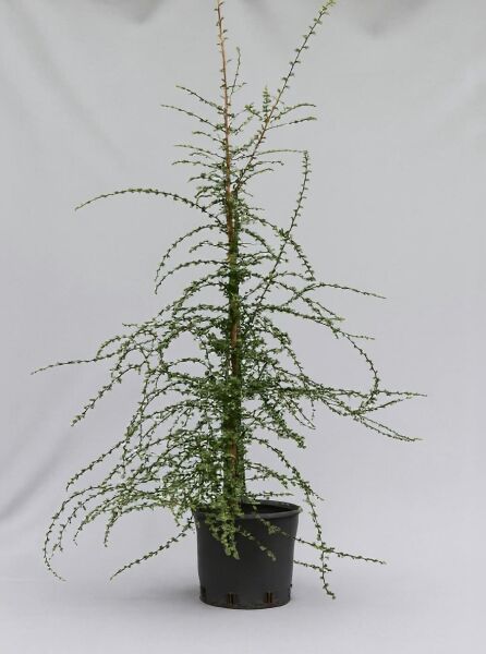 Nothofagus antarctica (Antarktische Scheinbuche), 175-200 cm, C20, junger Baum mit schlankem Stamm und feinen, bogigen Zweigen.