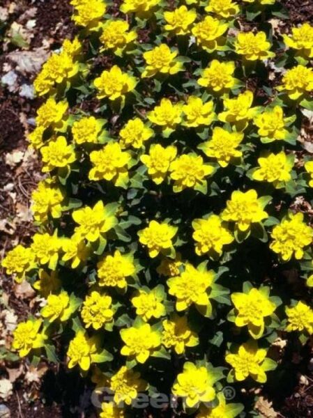 Gold-Wolfsmilch 'Senior' / Euphorbia polychroma 'Senior'