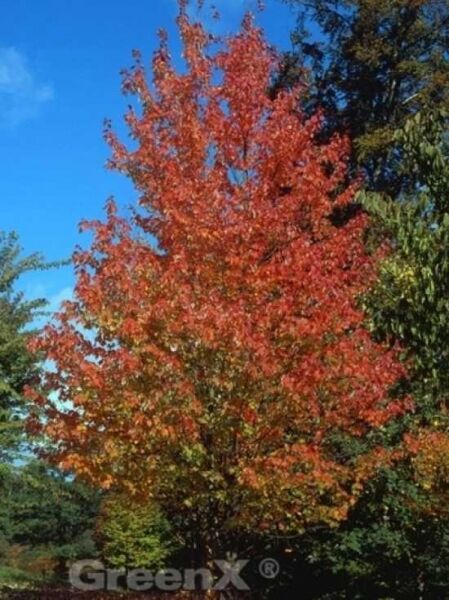 Rot-Ahorn / Scharlach-Ahorn / Sumpf-Ahorn / Acer rubrum