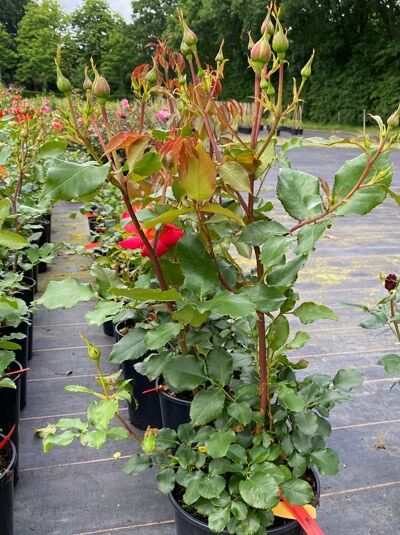 Rosa 'Midsummer' / Beetrose 'Midsummer' C5, Rosenpflanze im Topf mit grünen Blättern, roten Blüten und Knospen
