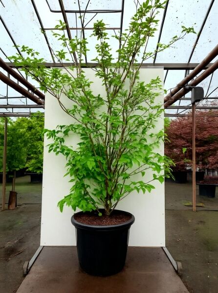 Japanischer Blumen-Hartriegel (Cornus kousa) 'Scarlet Fire'®, mehrstämmig im Container C50, ca. 200–250 cm, mit grünem Laub