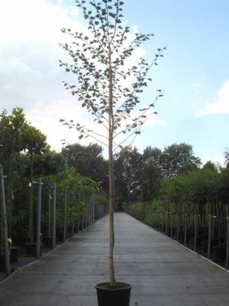 Echter Rotdorn Crataegus laevigata 'Paul's Scarlet' Hochstamm im Container mit geradem Stamm und lockerer Krone mit Laub