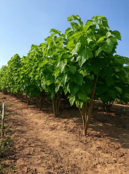 Catalpa bignonioides (Trompetenbaum) mehrstämmig, 350–400 cm, mit dichtem grünen Laub in Baumschulreihe.