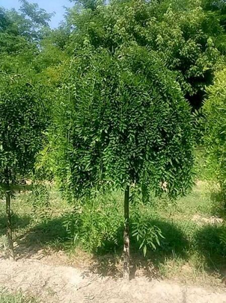 Sophora japonica 'Pendula' (Hängender Perlschnurbaum) Hochstamm 16-18 StU, schirmförmige, hängende Krone mit grünen Blättern