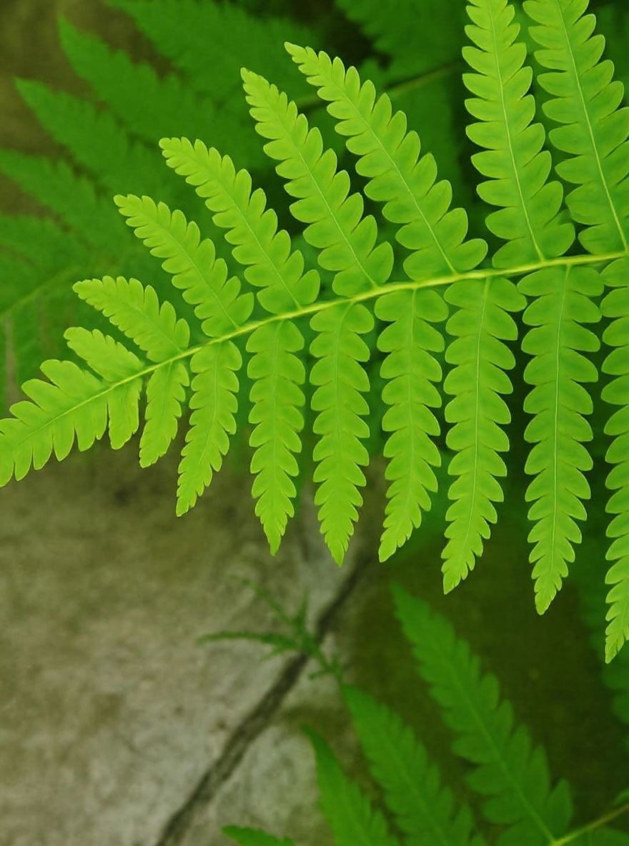 kaktus sozialkaufhaus dorsten Gartenstecker Kaktus