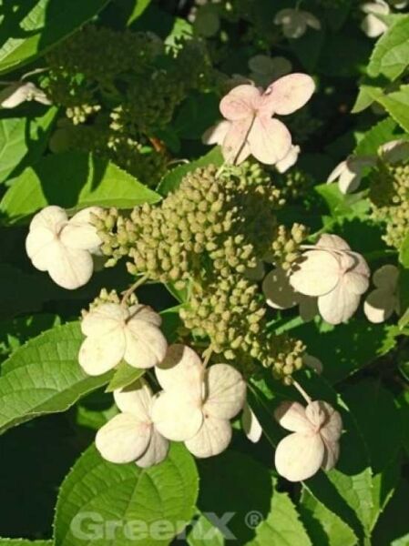 Rispen-Hortensie 'Prim White'® / Hydrangea paniculata 'Prim White'®