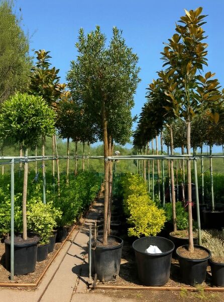 Westlicher Erdbeerbaum (Arbutus unedo) Hochstamm 10-12 StU im Container, aufrechter Stamm mit dichter, grüner Krone.