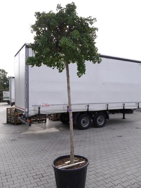 Ginkgo biloba 'Mariken' (Kugel-Ginkgobaum) als Hochstamm im Container mit kugelförmiger Krone und grünem Laub.