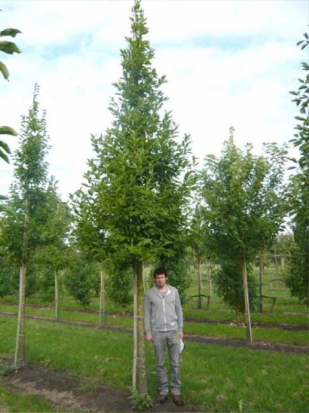 Große Stern-Magnolie Magnolia loebneri 'Merrill' Hochstamm 25-30 StU mit Stamm und grünem Laubbaum im Freiland.