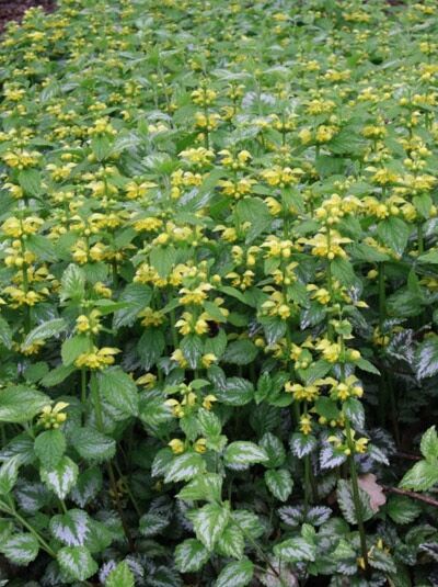Goldnessel 'Florentinum' / Lamiastrum galeobdolon 'Florentinum'