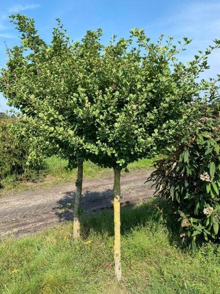 Ballförmiger Ginkgobaum / Ginkgo biloba 'Baldii'