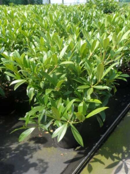 Skimmia confusa 'Kew Green' / Skimmie 'Kew Green' 40-50 cm C5, immergrüner Strauch im Topf mit glänzend grünen Blättern