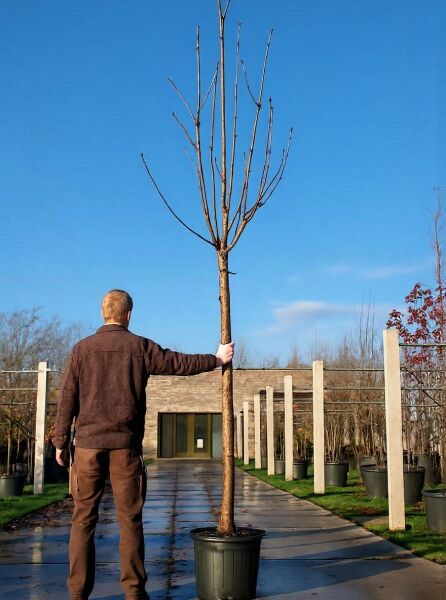 Prunus avium 'Stella' / Süßkirsche 'Stella' Hochstamm 14-16 StU im Container, junger Baum mit Stamm und Kronenaufbau