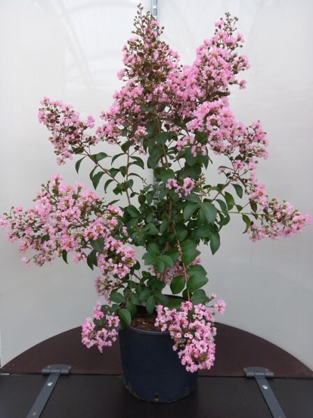 Lagerstroemia indica 'Rhapsody in Pink' / Indische Lagerströmie 'Rhapsody in Pink' 150-175 cm C20, rosa Blütenrispen im Topf