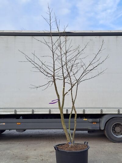 Amerikanischer Amberbaum 250 - 300 cm 'mehrstämmig' / Liquidambar styraciflua (1567163)
