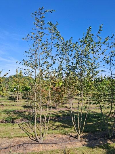 Gemeine Hopfenbuche / Ostrya carpinifolia